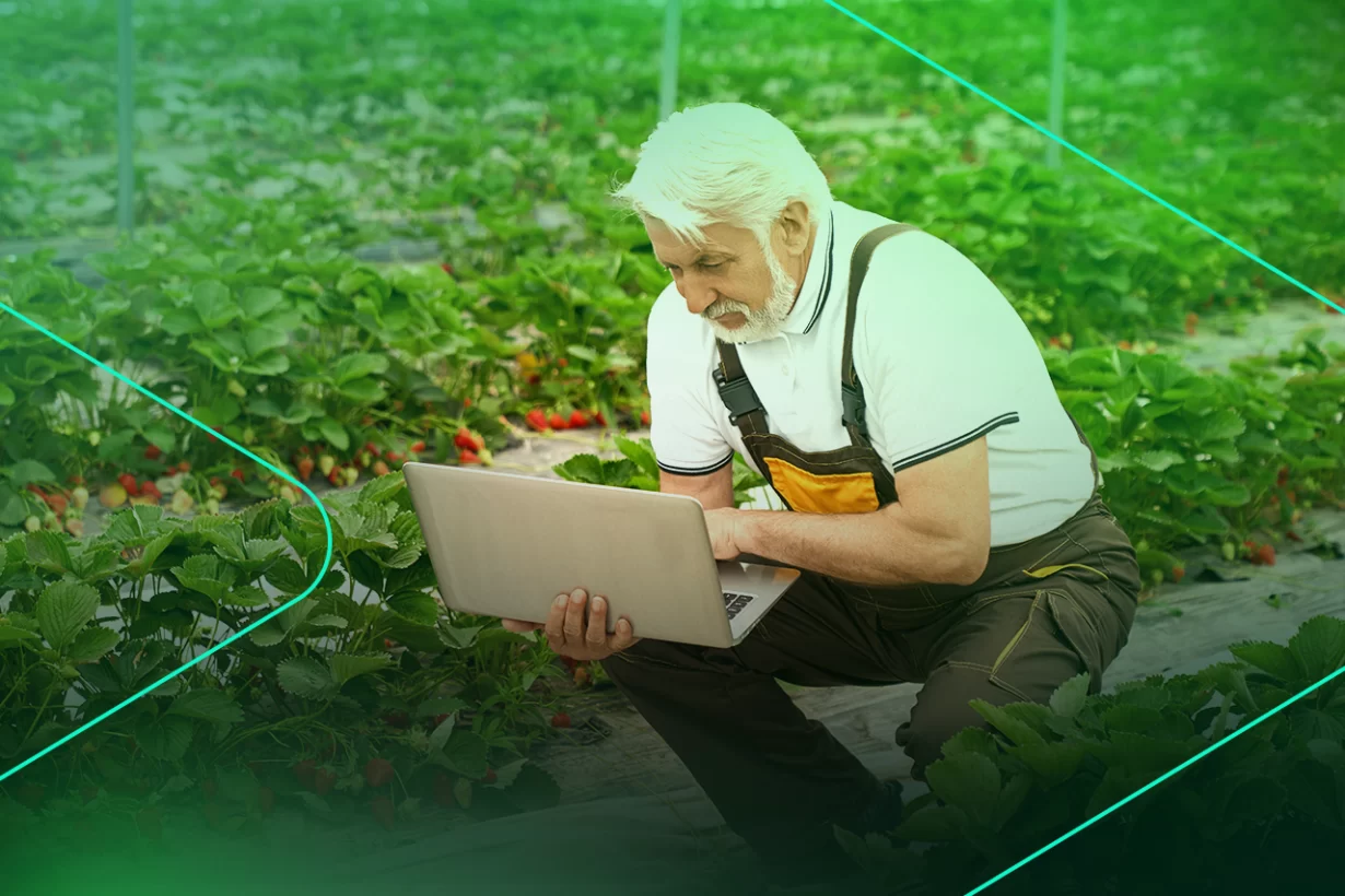 Agricultor idosos usando laptop em cultivo de morangos