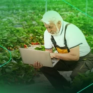 Agricultor idosos usando laptop em cultivo de morangos