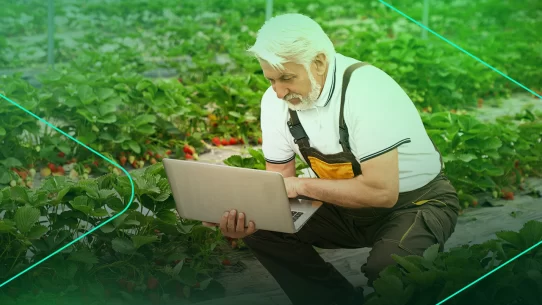 Agricultor idosos usando laptop em cultivo de morangos