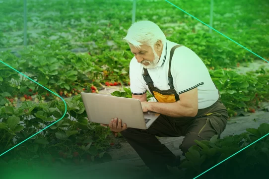 Agricultor idosos usando laptop em cultivo de morangos