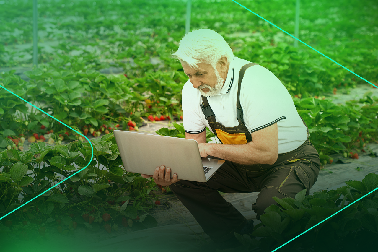 Agricultor idosos usando laptop em cultivo de morangos
