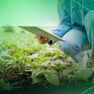 Pessoa cuidando de plantas em um campo.