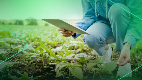 Pessoa cuidando de plantas em um campo.