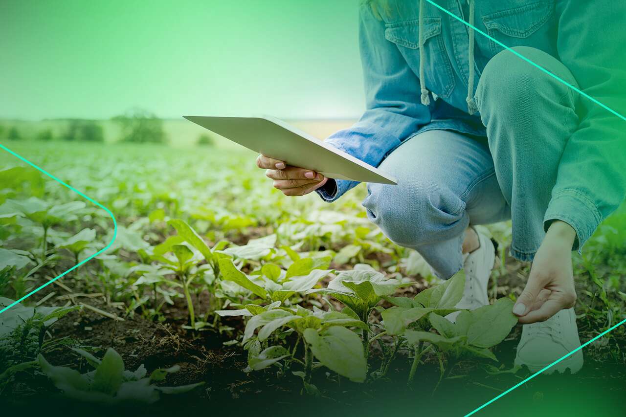 Pessoa cuidando de plantas em um campo.